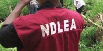 NDLEA Raids Skuchies Factory, Arrests Church Officials And More In Ogun