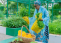 Oluremi Tinubu Harvests Fresh Produce From Villa Garden, Donates To Staff