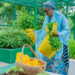 Oluremi Tinubu Harvests Fresh Produce From Villa Garden, Donates To Staff