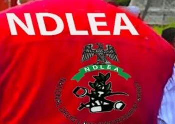 NDLEA Intercepts 44kg Colorado In UK Shipments, Arrests Seven In Lagos