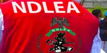NDLEA Intercepts 44kg Colorado In UK Shipments, Arrests Seven In Lagos